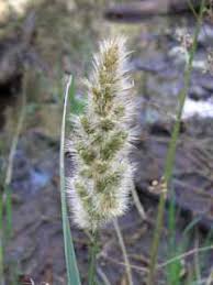 Image result for Polypogon