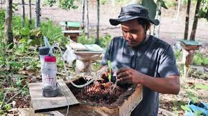 Lebah kelulut atau kelulut sahaja (juga digelar meliponini) ialah lebah tidak bersengat yang menghasilkan madu sama seperti lebah madu. Menangguk Manisnya Rupiah Dari Budidaya Madu Kelulut Nasional Tempo Co