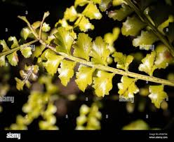 Image result for Phyllocladus trichomanoides