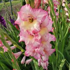 See your local frost dates here. Gladiolus Priscilla White Flower Farm