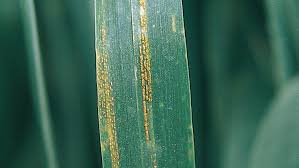 Image result for rez rzivost ostru%u017Einy