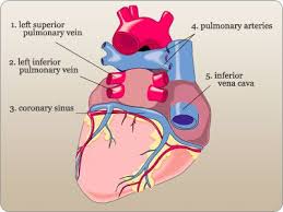 We did not find results for: Heart Anatomy Posterior