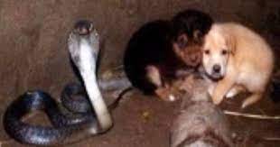 Submitted 8 years ago by alexltlk. When Rescuers Found Two Puppies Inside A Cobra S Den They Couldn T Believe What They Saw Rare