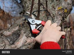 What fruit trees can i plant? Gardener Hands Cutting Image Photo Free Trial Bigstock