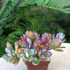 Image result for Kalanchoe humilis