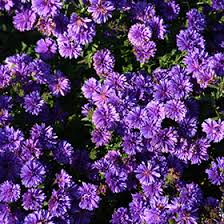 Image result for Xyris asterotricha