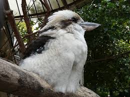 Tumbler pigeons nature wallpaper bird feathers budapest animals and pets childhood creatures birds drawings. Hd Wallpaper Hungary Budapest Zoo Laughing Jack Laughing Kookaburra Wallpaper Flare