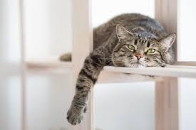 Ich versuche im moment eine kletterlandschaft für meine miezen zu planen. So Gestalten Sie Ihre Wohnung Katzengerecht Cat S Best