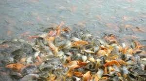 Beberapa diantaranya seperti ikan badut, berta, sampai dengan ikan koi. Arti Mimpi Melihat Ikan Dalam Jumlah Banyak Pamarta Nusantara