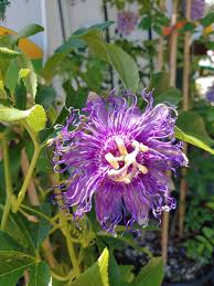 Image result for Passiflora caerulea