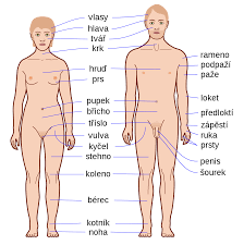 Maybe you would like to learn more about one of these? Czech Language Body Parts Wikiversity
