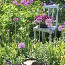 Alliums In My May Garden We Finally Had Some Rain This Morning And It S Much Cooler Now Perfect Weath May Garden Garden Flower Garden