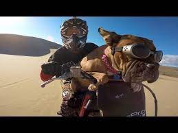 Gopro Lexus The Dirt Bike Dog Boxer Dogs Dogs Animals