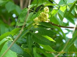 Image result for Swietenia