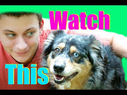 VERY IMPORTANT: How to Teach "Look at me" , and the Training Bubble  Explained