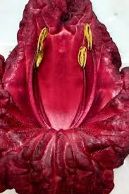 Image result for Rhigozum brevispinosum