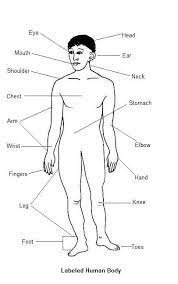 Parts means baagaalu (భాగాలు) and organs are called as avayavaalu (అవయవాలు). Hindi Vocabulary For Body Parts Hindi Language Blog