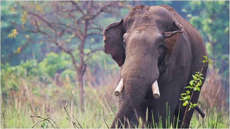 Elephant kills four members of same Nepal family in 14 years - India Today