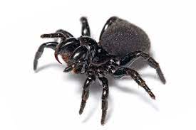 There are a variety of habitats in california, the desert dunes, red forests, and urban areas. Mygalomorphae Wikipedia
