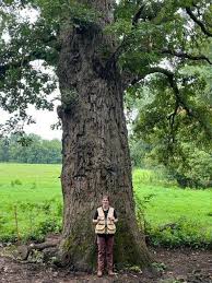 Image result for Quercus macrocarpa