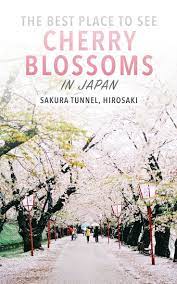 Northern Japan S 2 500 Tree Cherry Blossom Wonderland Japan Travel Destinations Travel Japan Spring Japan Travel Guide