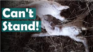 How To Help A Baby Goat With Weak Legs That Can T Stand Up Youtube