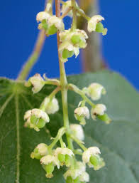 Image result for Menispermaceae