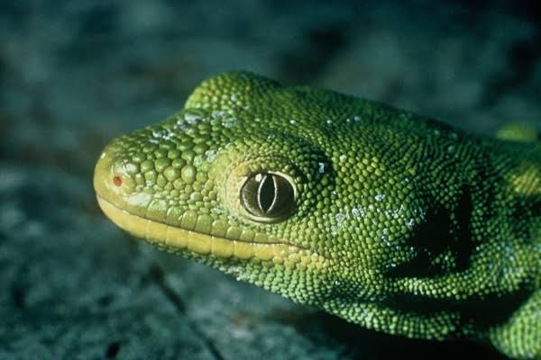 Nelson Green Gecko - Project Janszoon