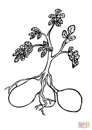 Potato Plant Coloring Page Free Printable Coloring Pages Coloring Pages Free Printable Coloring Pages Tree Coloring Page