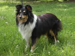 Shetland sheepdogs take their name from shetland, the scottish archipelago where the breed originated in the late 1800s. Border Collie Shetland Sheepdog Off 51 Www Usushimd Com