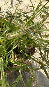 Image result for Dactyloctenium aegyptium