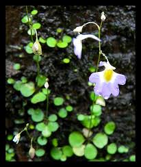 Image result for Utricularia striatula