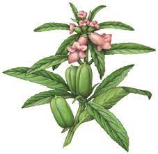 Botanical Painting Of A Sesame Seed Plant With Pink Flowers And Seed Pods Botanical Painting Stock Art Culinary Herbs