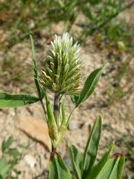 Image result for Trifolium squarrosum