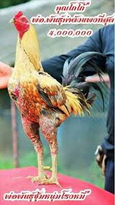 Ayam bangkok memang sudah terkenal dengan keunggulannya. 89 Gambar Ayam Yokere Kekinian Infobaru