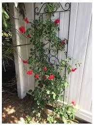 It has been designated a superstar by texas a&m agrilife extension for consistent performance and ornamental value across a wide range of conditions. Least Favorite Rose