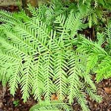 Image result for Pteris dentata