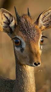 See buy bedeutende schriftsteller der ddr semblanza miguel de unamuno best bus dc to philly k project 1080p sock yarn club 860 toedtli dr. 350 Antlers Racks And Horns Ideas In 2021 Animals Wild Animals Beautiful Pet Birds