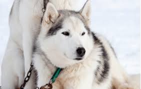 Other issues to consider when discussing how much do husky puppies cost. How Big Do Huskies Get Plus Size Info For Husky Mixes Embora Pets