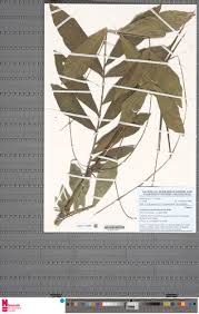 Image result for Eremospatha haullevilleana