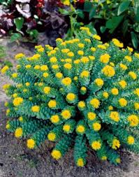 Rhodiola Achat Vente Plantes Vivaces Willemse Jardin Fleurs Insolites Plantes Inhabituelles Fleurs