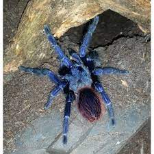 1 115 просмотров • 17 авг. Https Xn Aquazoohller Cjb At Shop Tiere Reptilien Wirbellose Spinne Zwergvogelspinneeuathlus Pulcherrimaklaasi Blue