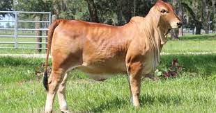 Moreno Ranches Of Florida Red Brahman Cattle For Sale Buy Genetically Superior Red Brahman Bulls Heifers And Calves Visit O Cattle For Sale Cattle Brahman