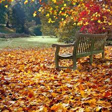 Bench En Parque Del Otoño. Paisaje De Otoño. Fotos, Retratos, Imágenes Y  Fotografía De Archivo Libres De Derecho. Image 23511198.