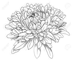 Aster September Aster Flower Tattoos Flower Drawing Aster Tattoo