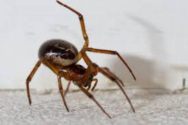 It'd be a shame to kill a bunch of. Did False Widow Spiders Kill Boy S Pet Guinea Pigs Huffpost Uk Parents