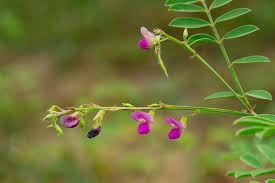 Image result for Tephrosia meisneri