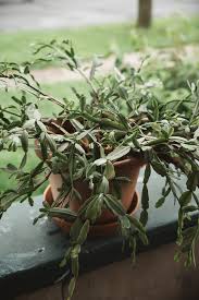 Christmas cactus is a beautiful plant that can bloom year after year; How To Repot A Christmas Cactus The Heirloom Lady