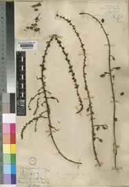 Image result for Brucea antidysenterica