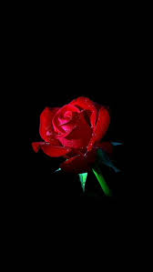Red Rose Dark Flower Nature Iphone Wallpapers Adidas Fondos De Pantalla Iphone Fondos De Pantalla Pantalla De Iphone